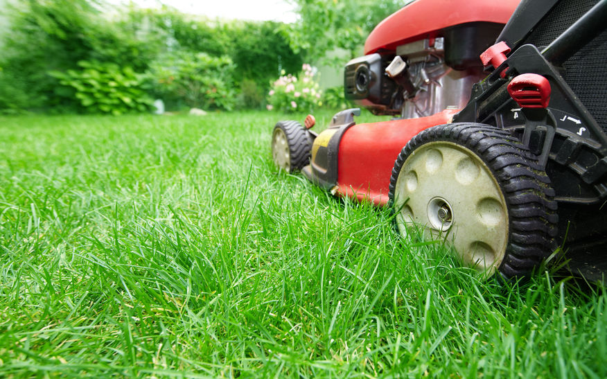 5 Steps to Preparing your Lawn for Summer