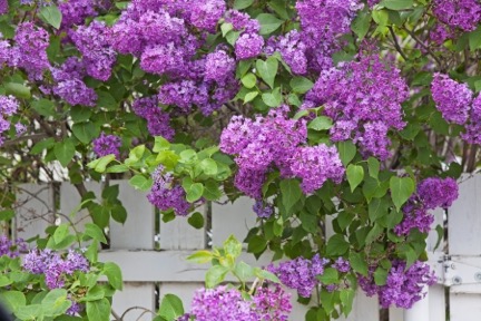 The Best Trees and Shrubs for Wisconsin
